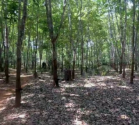 Petani di Kuala Kampar keluhkan harga jual Karet