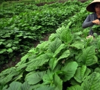ISEI terpukau petani Siak kalahkan tengkulak