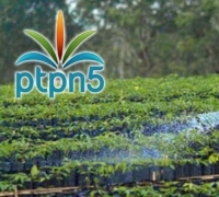 Pelanggaran HGU, PTPN V Naik ke Penyidikan