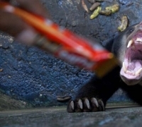 3 Binatang Buas Serang Warga di Riau, Pertanda Habitatnya Terusik !