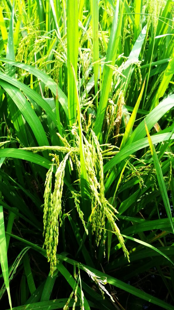 1515338029-Penyalai News-IMG-20180107-WA0001