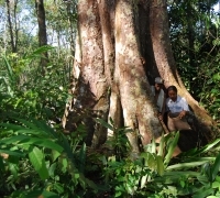 Wah Ditemukan Pohon Teramat Besar di Kalimantan, Butuh 8 Pasang Tangan Mengukurnya