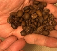 Kementan Genjot Produksi Kopi RI, ingin kejar seperti ekspor di Vietnam 