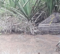 Terkait Pencucian Sungai, Kades Pesaguan : Saya hanya Tanda Tangan, tak ada terima uang Kompensasi