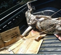 Buaya Sepanjang 2 Meter Tangkapan Warga Inhil Direlokasi ke Pekanbaru