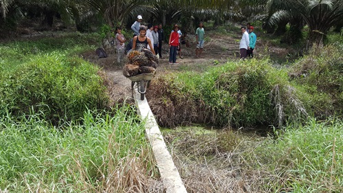 SBSI Pelalawan-Siak : Banyak Perusahaan abaikan hak pekerja Foto salah seorang pekerja saat melintasi kanal milik perusahaan perkebunan kelapa sawit