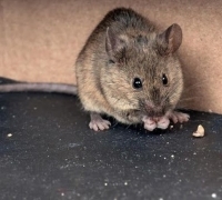 Ketahui Cara Mengusir Tikus Agar Terhindar dari Penyakit Ini