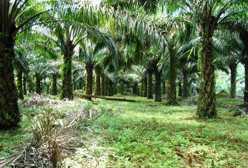 Sumber Gambar : radarriaunet.com ( Ilustrasi )