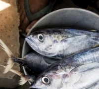 Ternyata kandungan nutrisi ikan kembung justru lebih tinggi daripada salmon