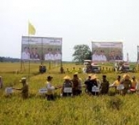 Pemerintah Kabupaten Rohil berharap  menjadi pusat  lumbung Padi terbesar diriau