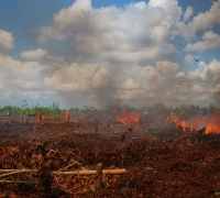 Luasan Lahan Terbakar di Bengkalis Riau Mendekati Angka 1.000 Hektar