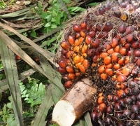 Harga TBS Sawit di Riau Turun Lagi!