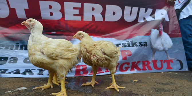 Protes Harga Anjlok, Peternak Bagikan 10.000 Ayam untuk Warga Solo