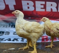 Protes Harga Anjlok, Peternak Bagikan 10.000 Ayam untuk Warga Solo