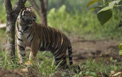 Harimau Muncul di Minas, Benarkah Akibat Kebakaran Hutan?