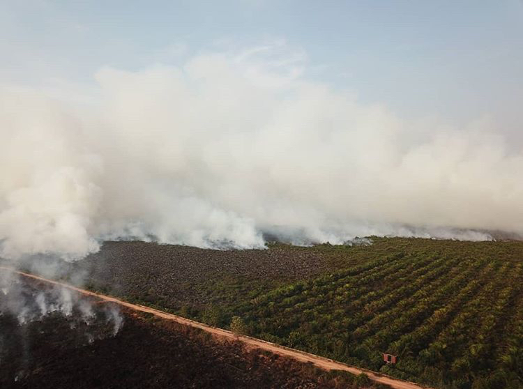Jikalahari desak Pemerintah Rewiew Izin Perusahaan Kelapa Sawit di Provinsi Riau Sumber Gambar : Betahita.id (Kebakaran Hutan dan Lahan di Provinsi Riau)