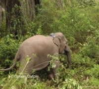 Minimalisir Konflik Satwa Liar dan Manusia, BBKSDA Riau Pasang GPS Collar ke Gajah