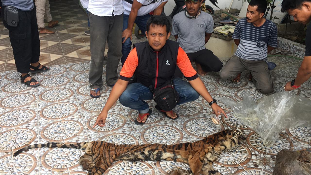 Polda Riau Ungkap Perdagangan Kulit dan Organ Harimau di Indragiri Hulu