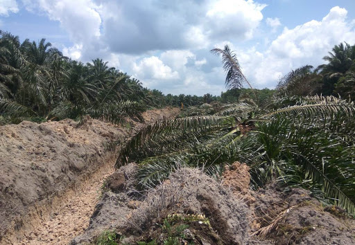 Apkasindo Ancam Laporkan Kepala Capem Bank Riau Kepri terkait Dana PSR