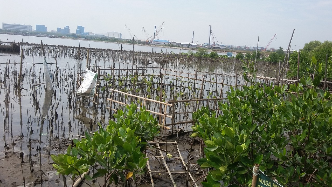 Yuk Simak ! 15 Fungsi Hutan Mangrove Bagi Konservasi Daerah Pesisir