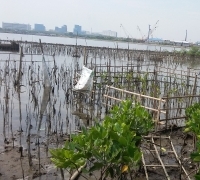 Yuk Simak ! 15 Fungsi Hutan Mangrove Bagi Konservasi Daerah Pesisir