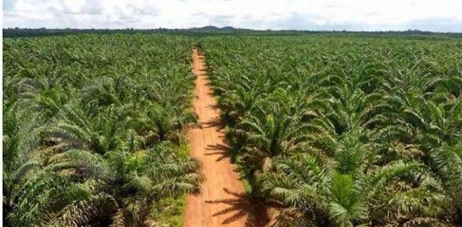 PT. PSJ Jangan Jadikan Masyarakat sebagai Tameng Untuk Kepentingan Sendiri