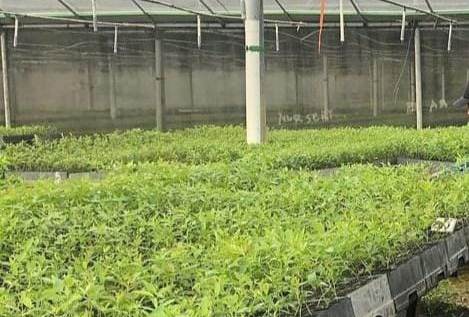 PT. Dutran Jaya Mandiri mitra kerjanya PT. AA diduga langgar undang-undang ketenagakerjaan Ilustrasi Pembibitan Pohon Akasia