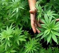 Dipanen dan Dijual, Oknum Guru Ini Tanam Ratusan Batang Ganja Dekat Sekolah 