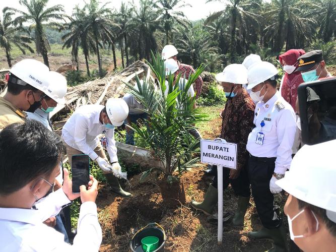 Peremajaan Sawit Rakyat tingkatkan produktivitas petani swadaya di wilayah Kabupaten Merangin, Jambi