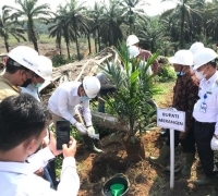Peremajaan Sawit Rakyat tingkatkan produktivitas petani swadaya di wilayah Kabupaten Merangin, Jambi