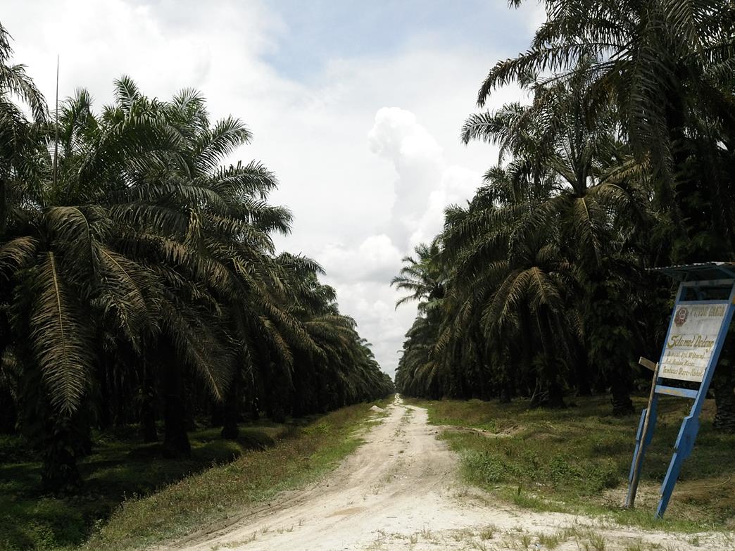 Foto Dok Istimewa (Ayes On The Forest)