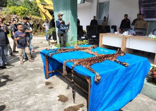 Breaking News, Gakkum KLHK Tangkap Tiga Pelaku Penjual Kulit Harimau di Pelalawan