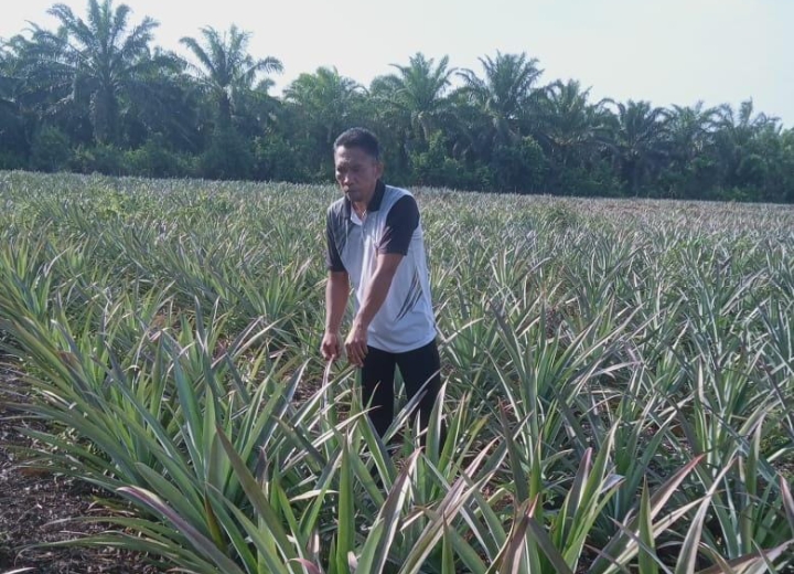 Kisah Sukses Petani Nenas Nasabah MKM BRK Syariah di Sungai Apit