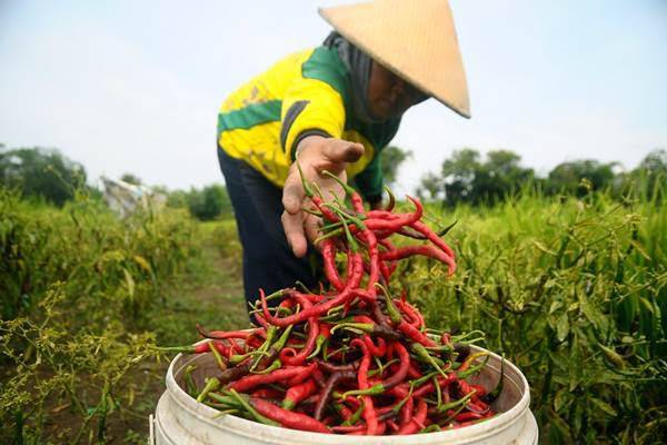 BPS Catat Bulan Januari 2024 Mengalami Kenaikan NTP di Riau Ilustrasi