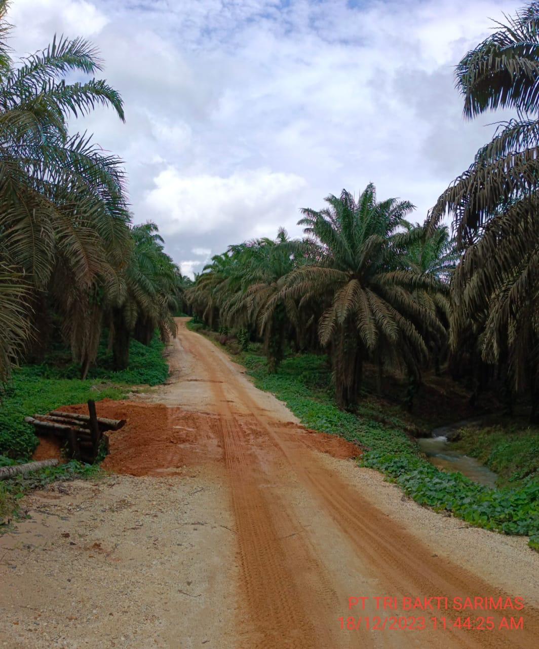 Karyawan Perkebunan Sawit TBS Resah Terkait Proses Lelang