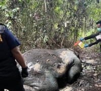 Gajah Sumatera Mati Di Pelalawan, Tim Forensik Temukan Proyektil Senjata Api