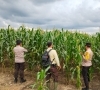 Polsek Bandar Seikijang, Kawal Program Ketahanan Pangan, Jagung Pipil 1,5 Hektar Tumbuh Subur