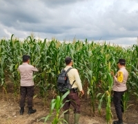 Polsek Bandar Seikijang, Kawal Program Ketahanan Pangan, Jagung Pipil 1,5 Hektar Tumbuh Subur