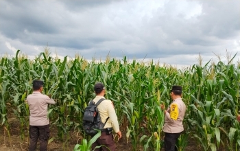Polsek Bandar Seikijang, Kawal Program Ketahanan Pangan, Jagung Pipil 1,5 Hektar Tumbuh Subur