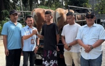 Sambut Idul Adha 1447 H, Koptan Kampar Jaya dan PT Agrinas Palma Nusantara Bagikan Hewan Kurban 