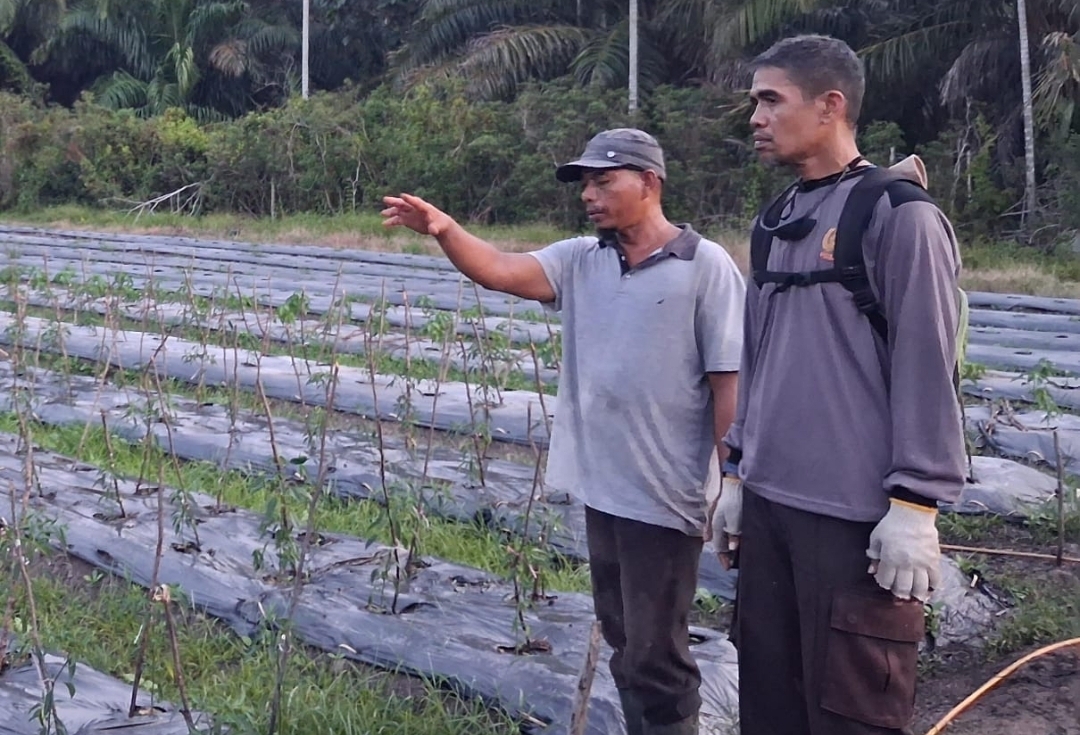 Polsek Rupat Ajak Warga Wujudkan Ketahanan Pangan Melalui Sistem Tumpang Sari