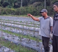 Polsek Rupat Ajak Warga Wujudkan Ketahanan Pangan Melalui Sistem Tumpang Sari