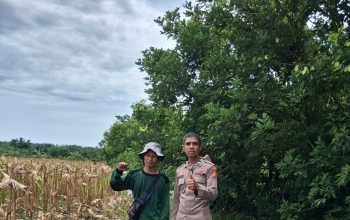 Linmas Dukung Program Ketahanan Pangan Polsek Rupat Melalui Panen Jagung Pipil